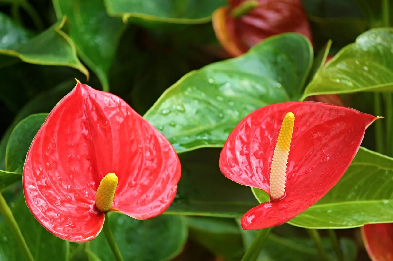 anthurium-flamingo-flower-2507743_1280.jpg