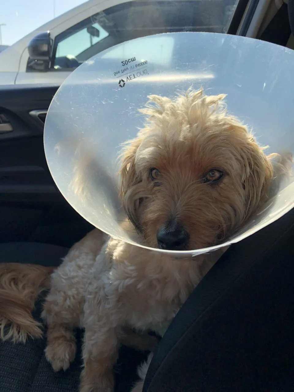 Henry Drugged Up Cone Head 2.jpg