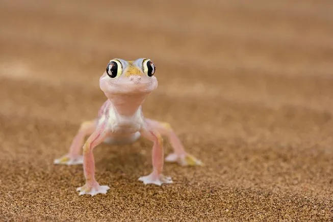 gecko-on-sand.jpg.653x0_q80_crop-smart.jpg