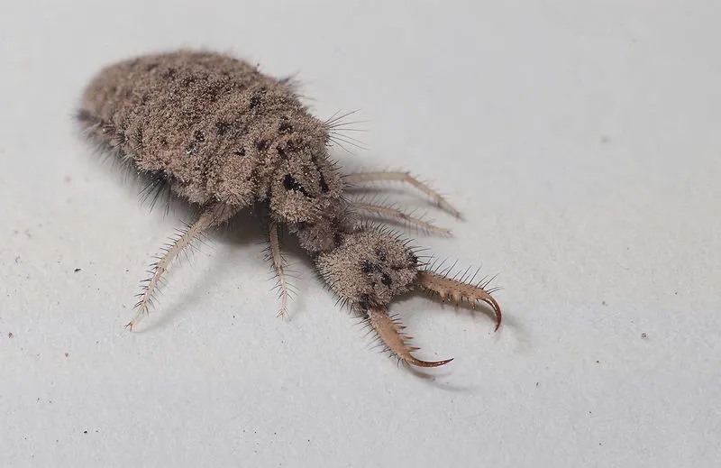 800px-Myrmeleontidae_(antlion)_5370350.jpg