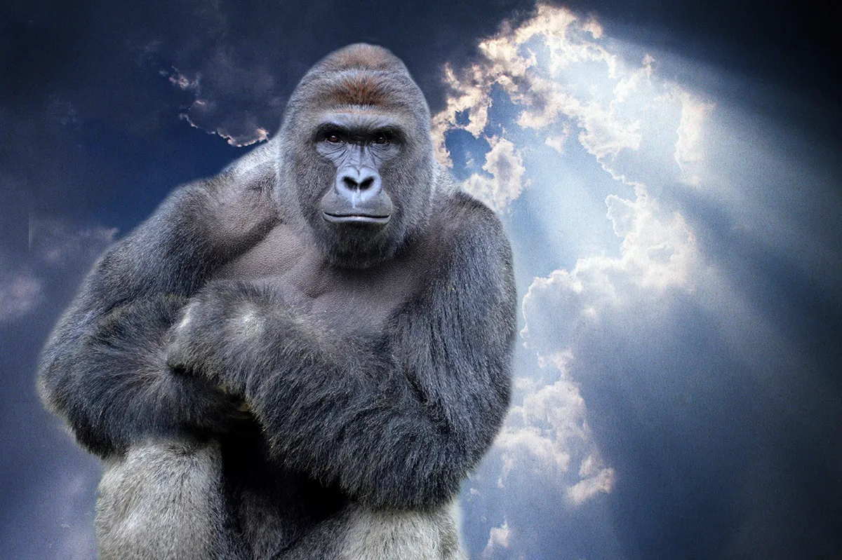 27-harambe-gorilla-heaven.w710.h473.2x.jpg