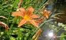 daylily Hemerocallis small thumb.png