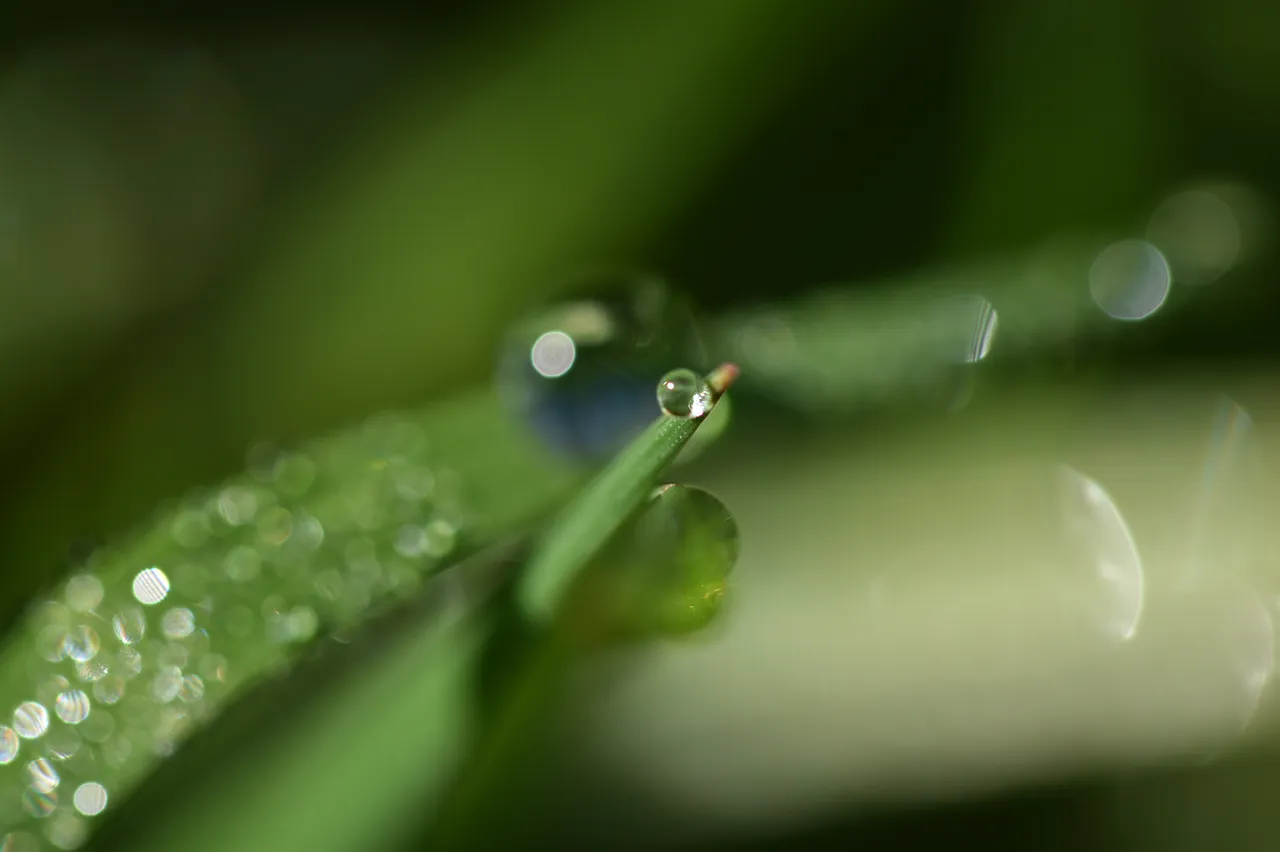 waterdrops macro grass bokeh 2.jpg