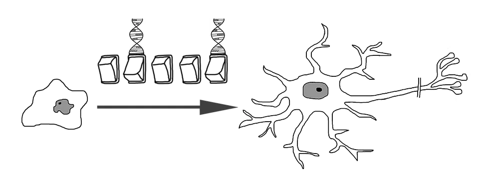 neural-differentiation-1333354_960_720.png
