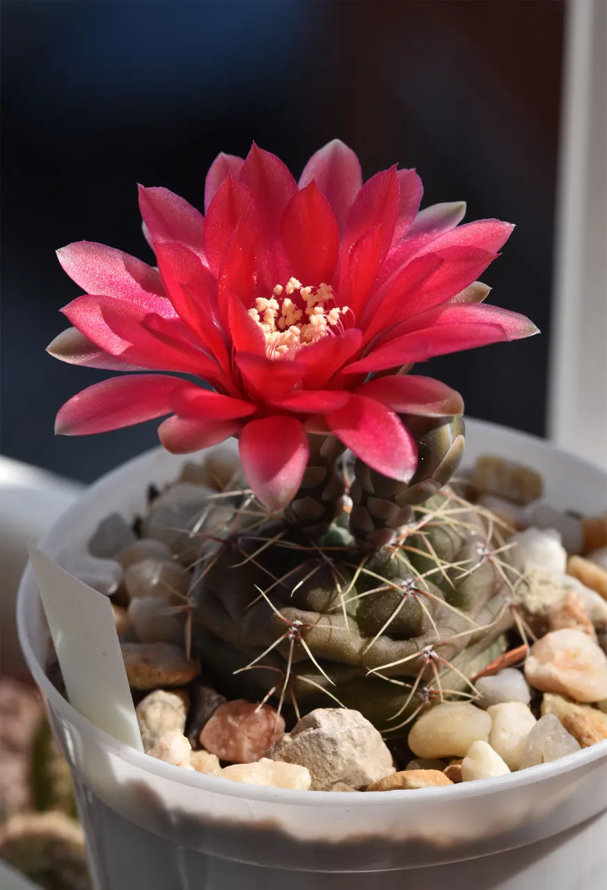 Gymnocalycium baldianum flower 5.jpg