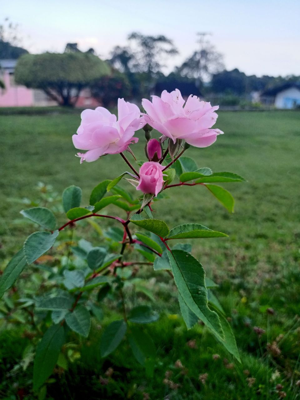 main_image