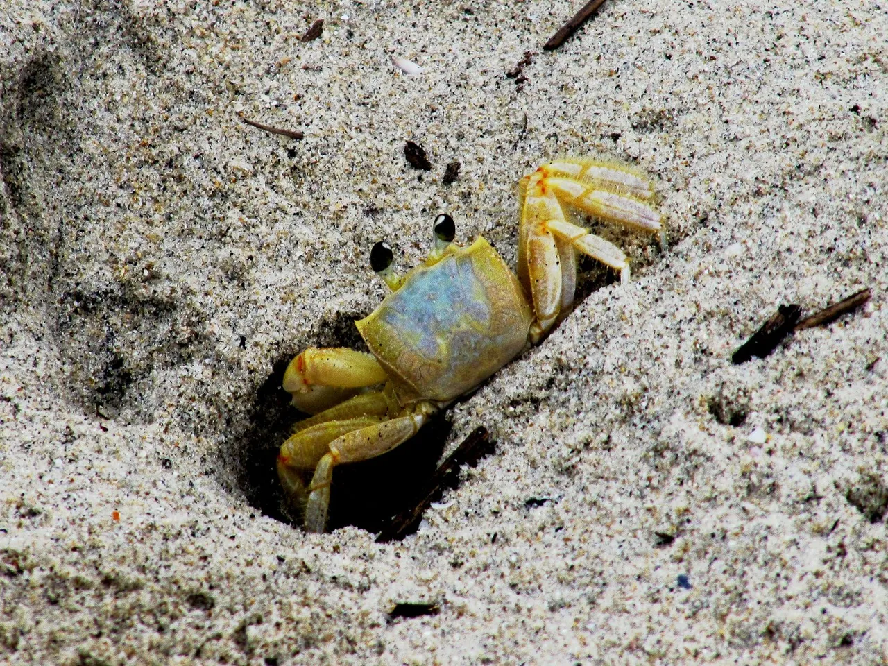 Ghost_crab Leoadec 3.0.jpeg