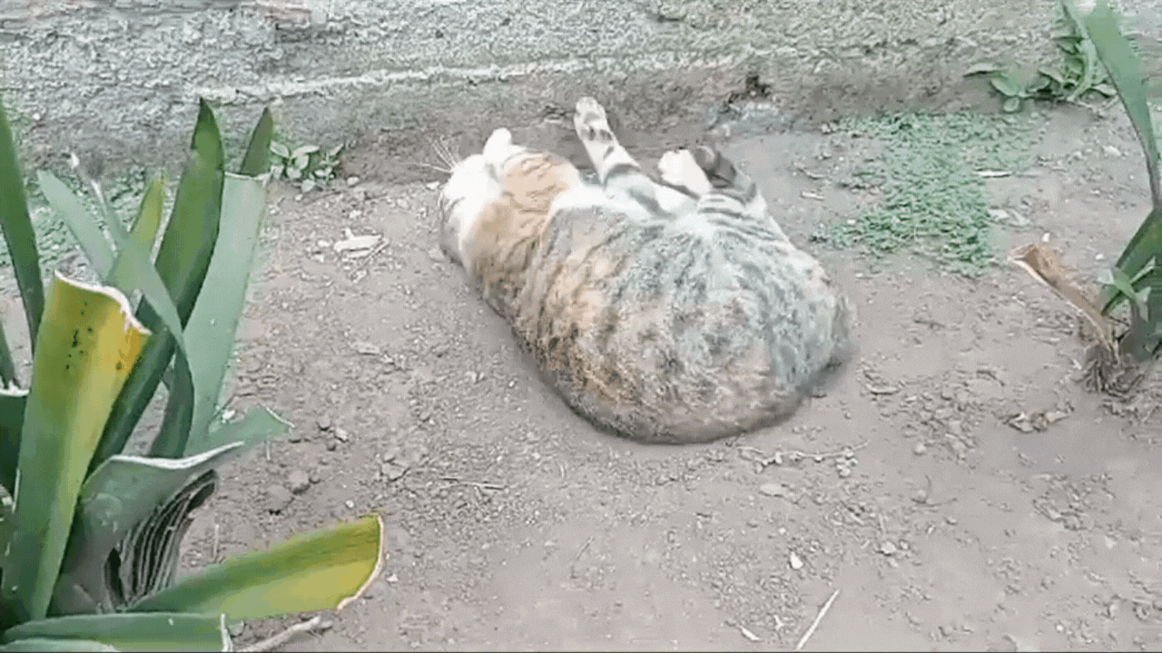 Diseño sin título (1).gif