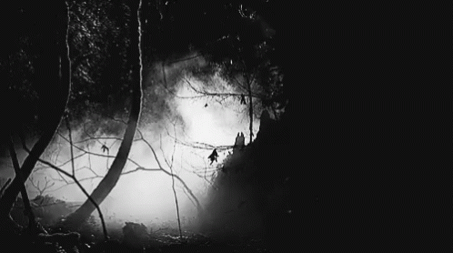 dark-forest-night.gif