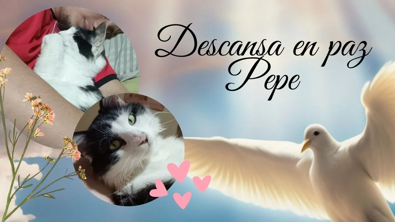 Descansa en paz Pepe.jpg