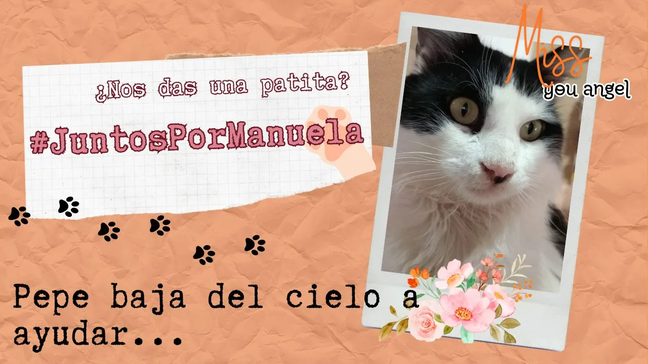 Poema a mi gato fallecido.jpg