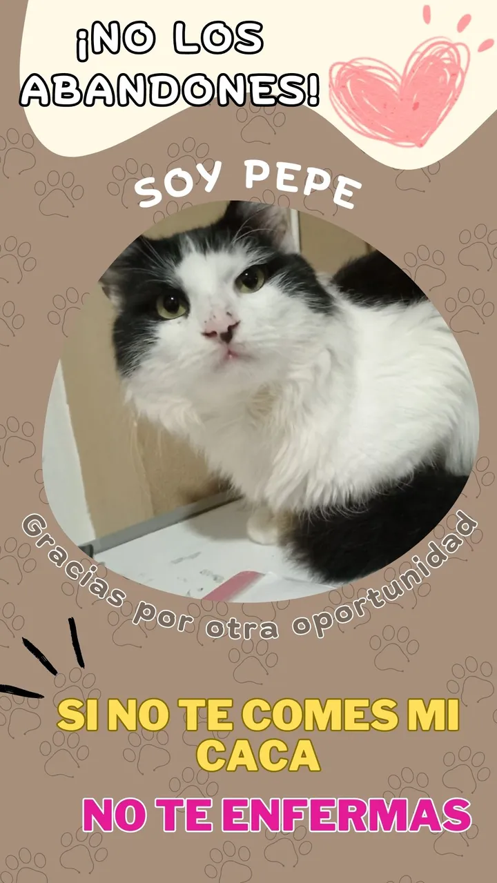 Historia De Instagram Adopción De Gato Fotográfico Marrón.jpg