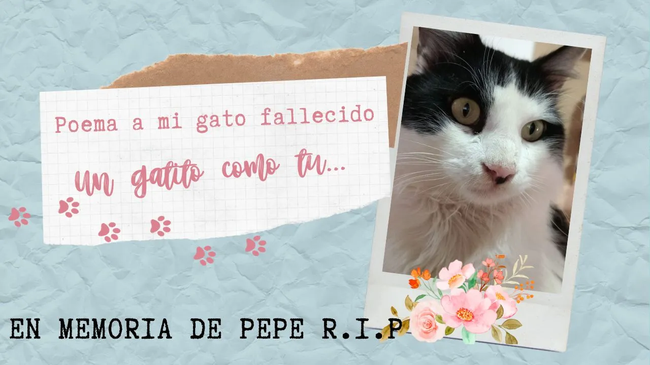 Poema a mi gato fallecido.jpg