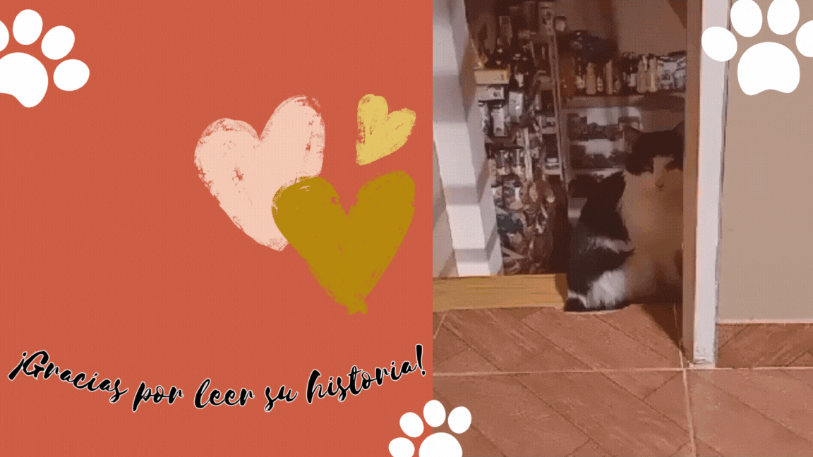 Orange and White Cats Pets & Animals YouTube Video Intro.gif