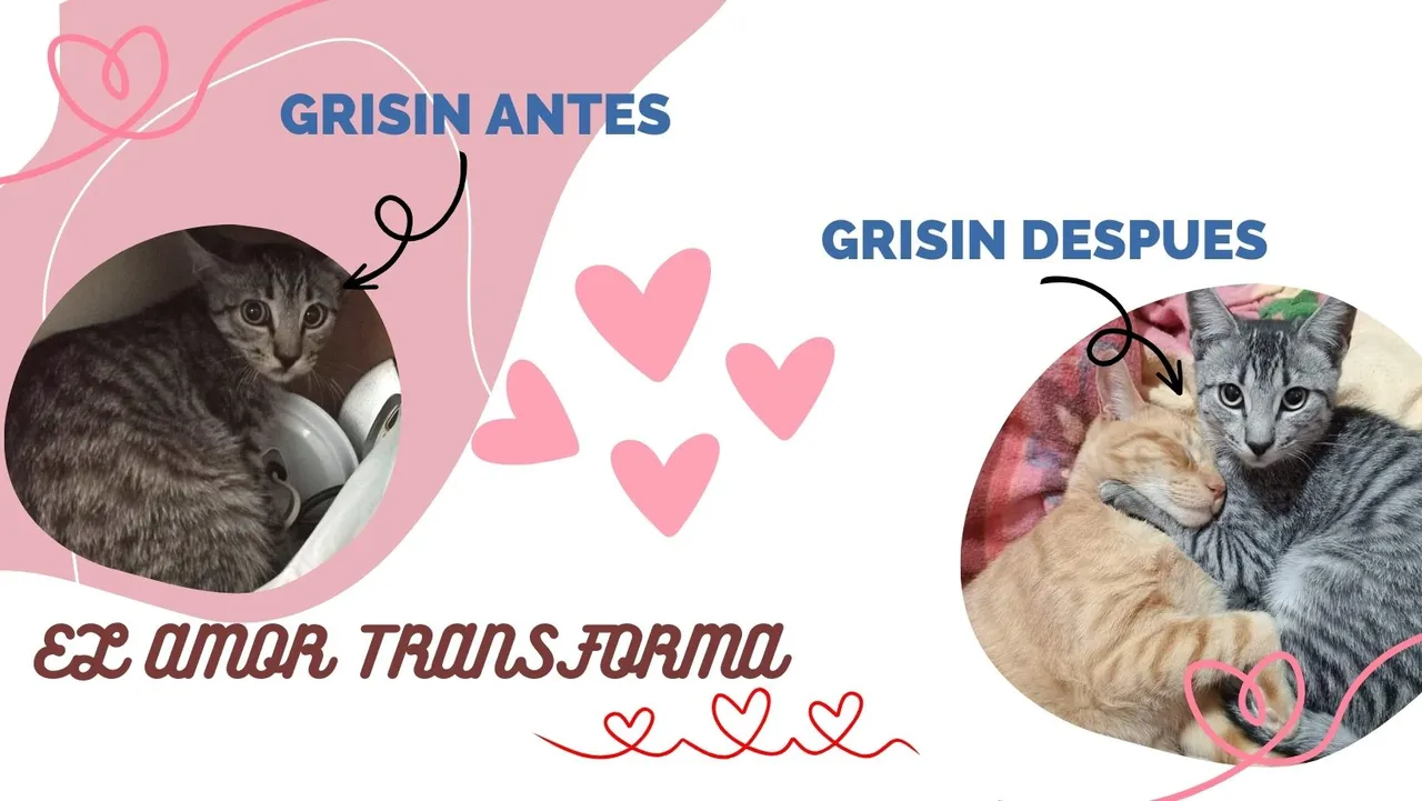 Portada para Facebook Clínica Veterinaria Simple Blanco.jpg