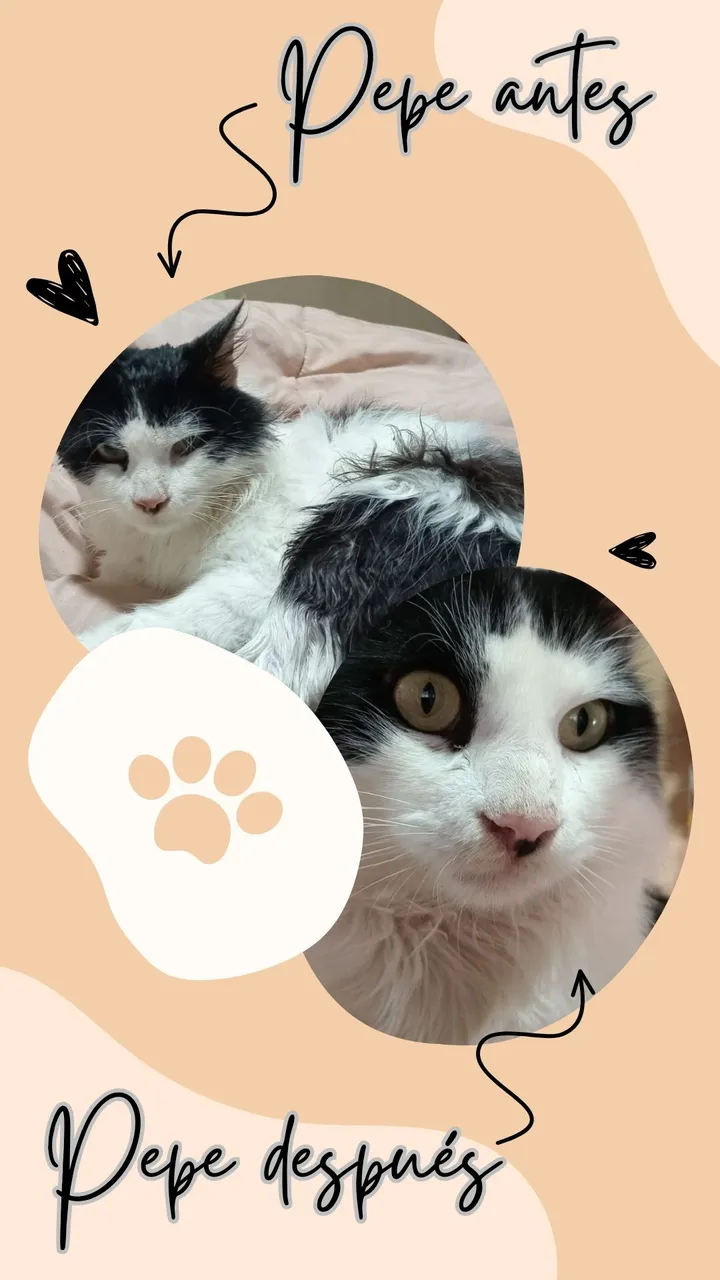 Tu historia dia internacional del gato delicado beige pastel.jpg