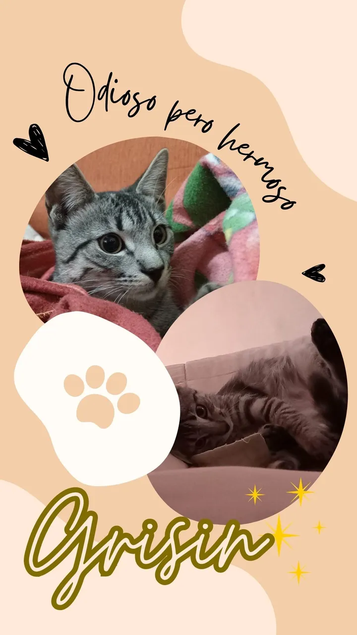 Tu historia dia internacional del gato delicado beige pastel.jpg