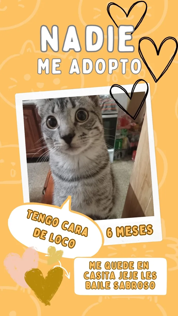 Historia de Instagram Gatos en Adopción Fotográfico Naranja y Blanco (1).jpg