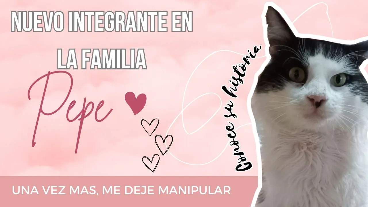 (Esp/Eng) ¡Nuevo integrante en la familia! Conoce la historia de Pepe 😺