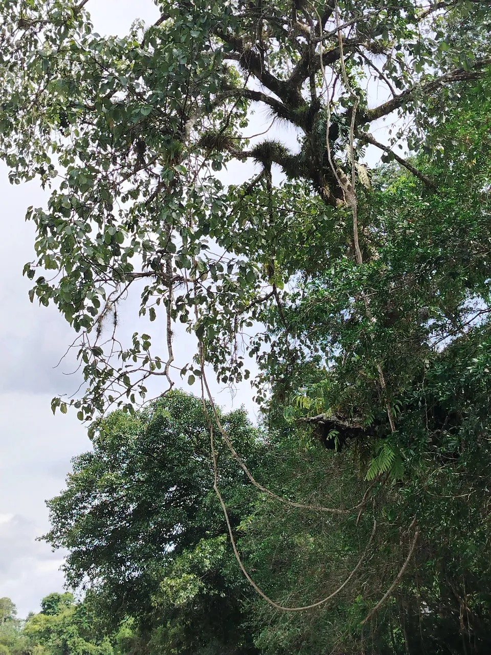 arbol