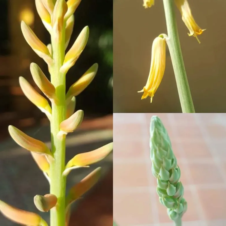 AloeVera11.jpg