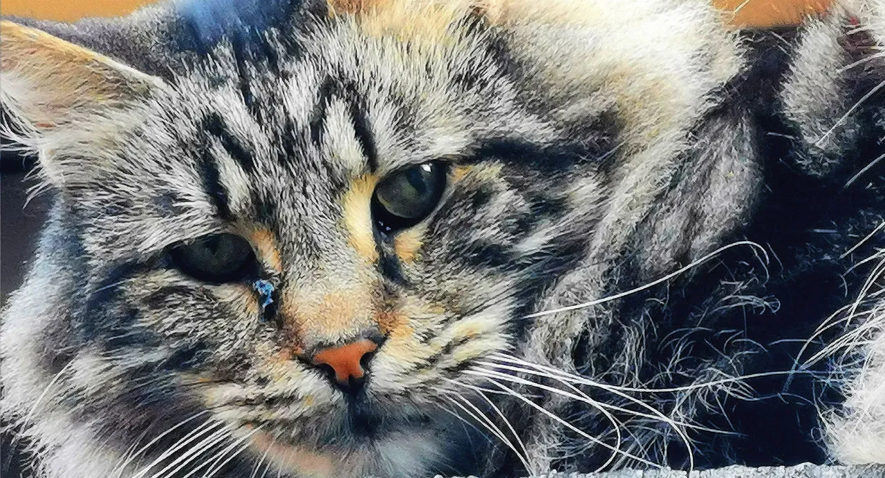 Wary Cat2a.jpg
