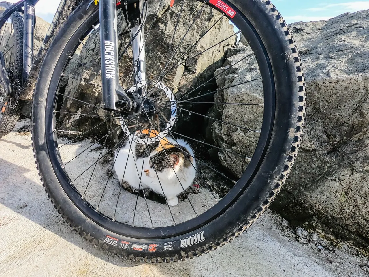 cat_bikes (5 of 14).jpg