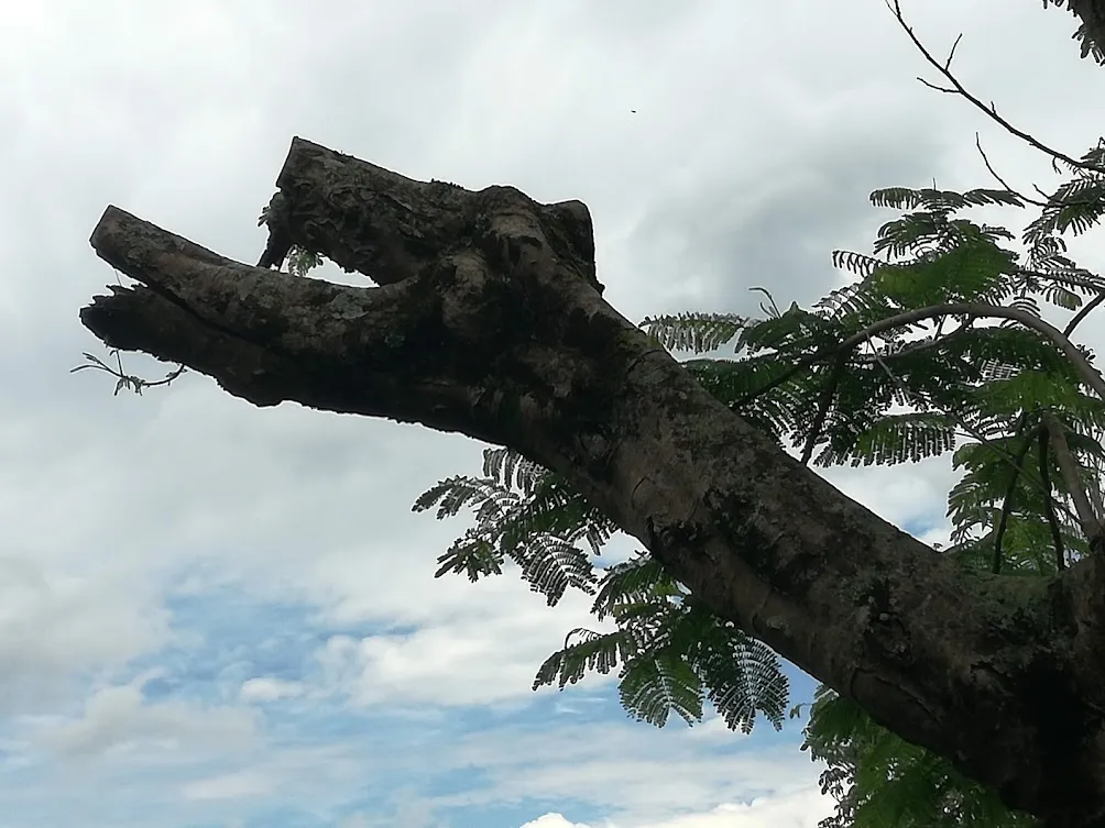 tree trim.jpg