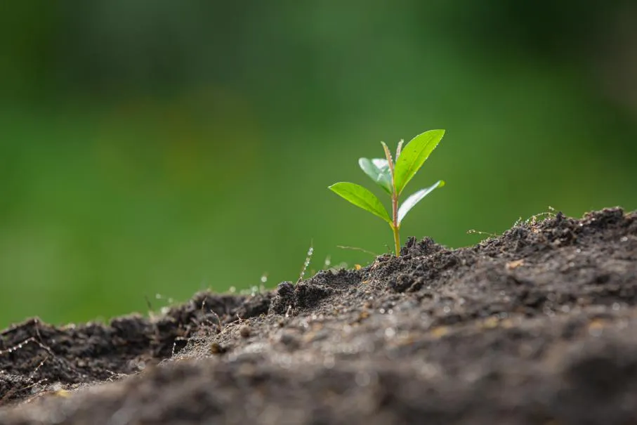close-up-picture-sapling-plant-is-growing.jpg