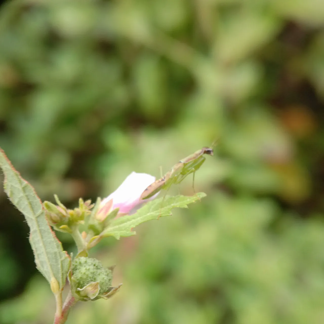 IMG_20220821_173218.jpg