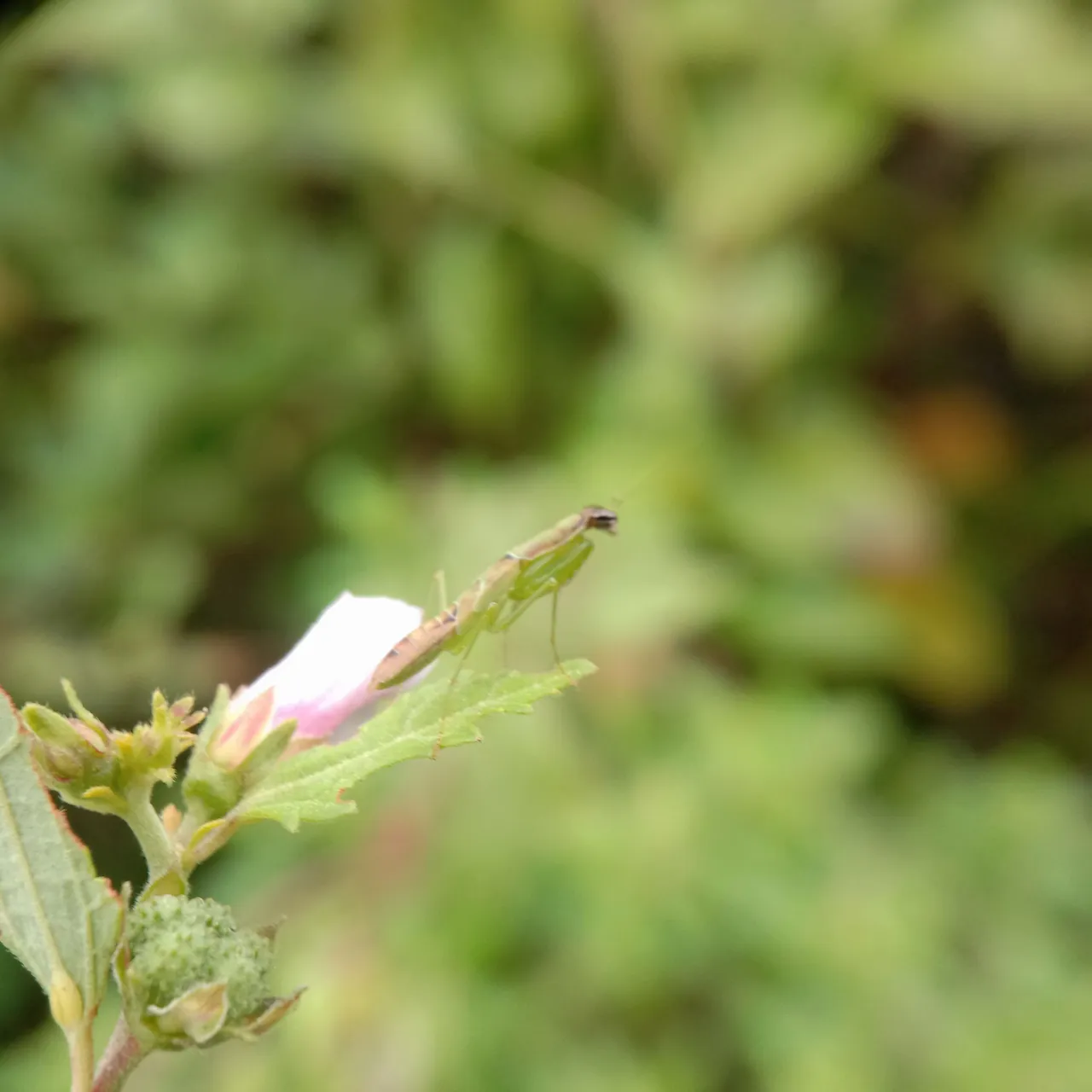 IMG_20220821_173216.jpg