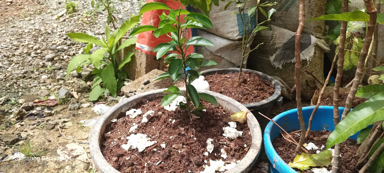orange tree.jpg