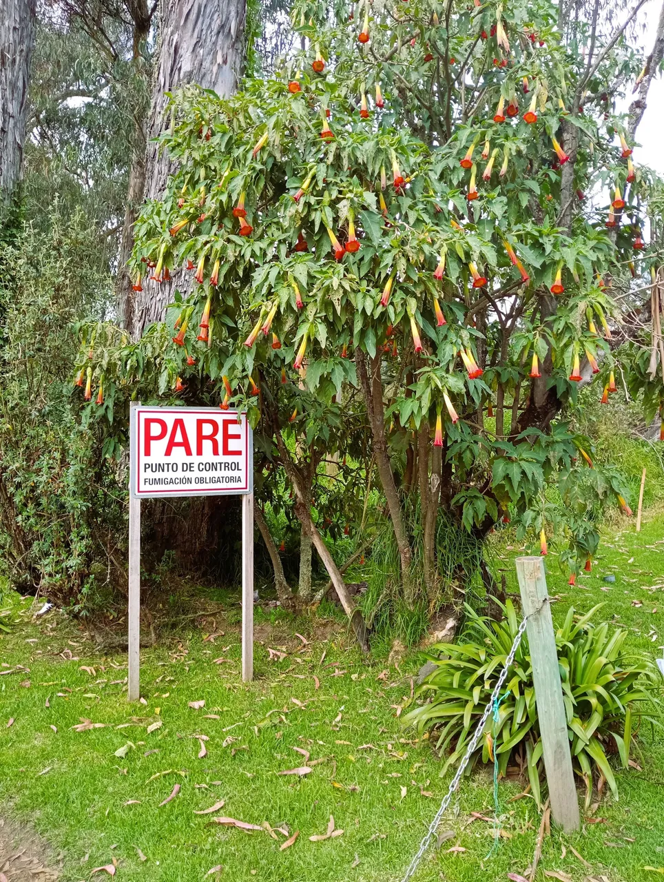 A relic from 2020 at the entrance of the Hacienda. It seems so long ago, but the sign still stands there, saying that you have to stop at the control point, and that there's an obligatory desinfection.