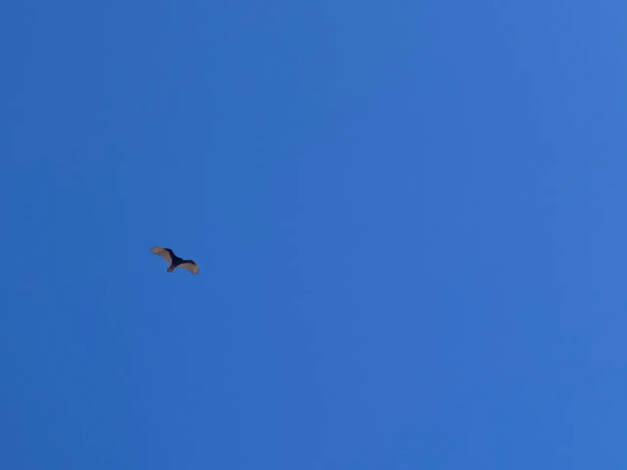 4268763B-A181-4746-9554-585224A0C049.jpeg