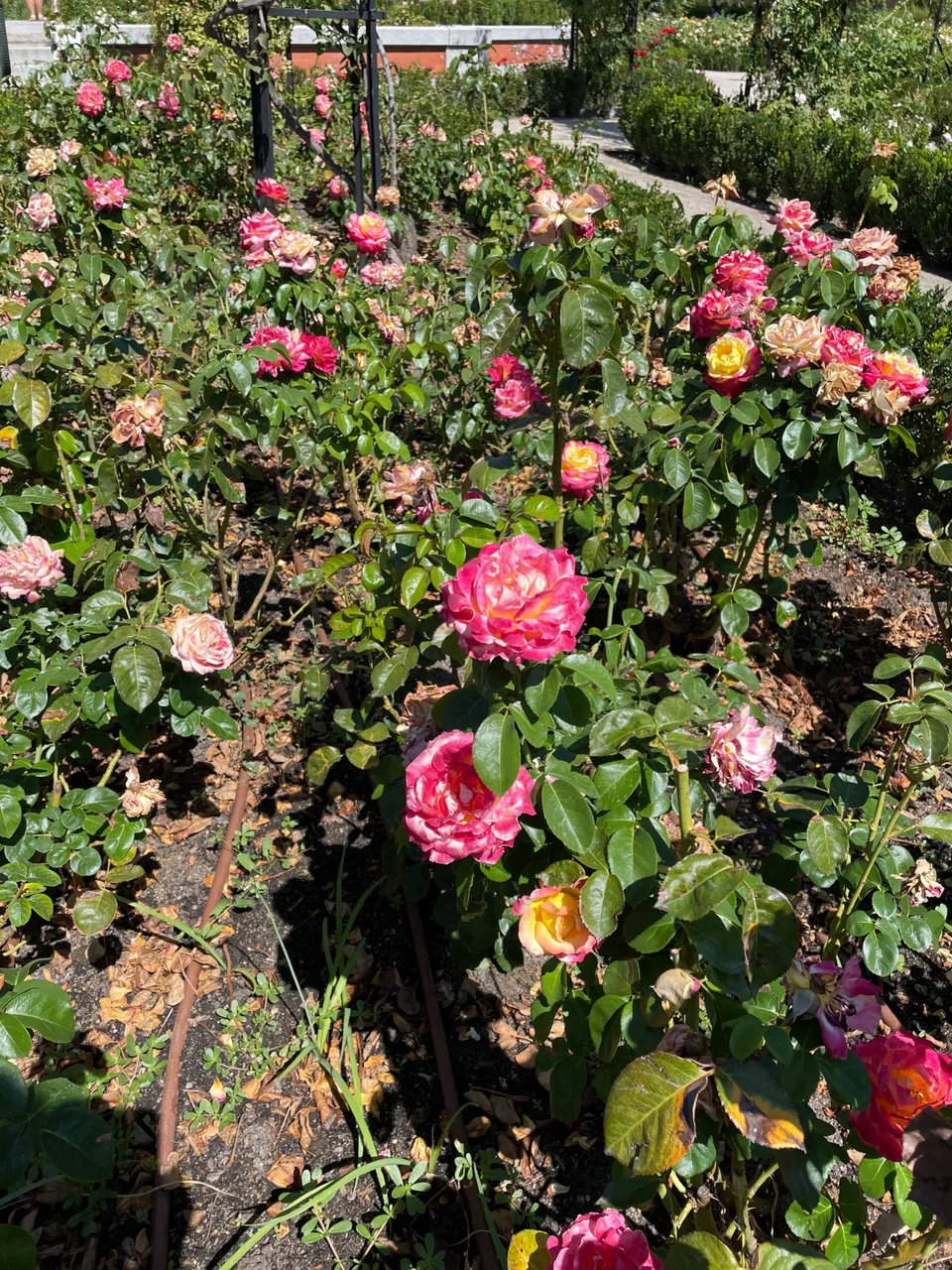 IMG_2126.jpeg