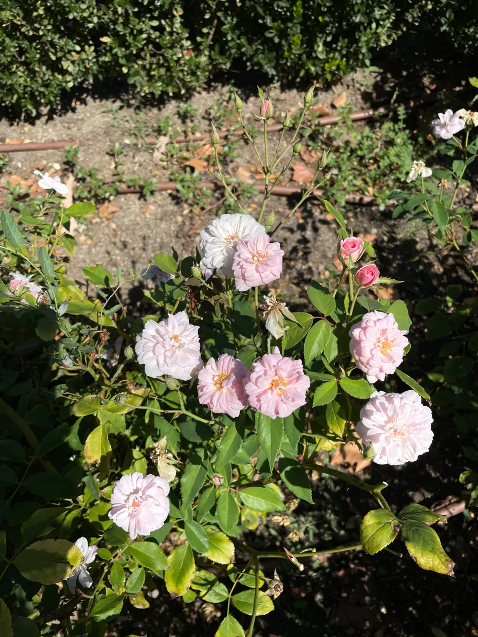 IMG_2144.jpeg