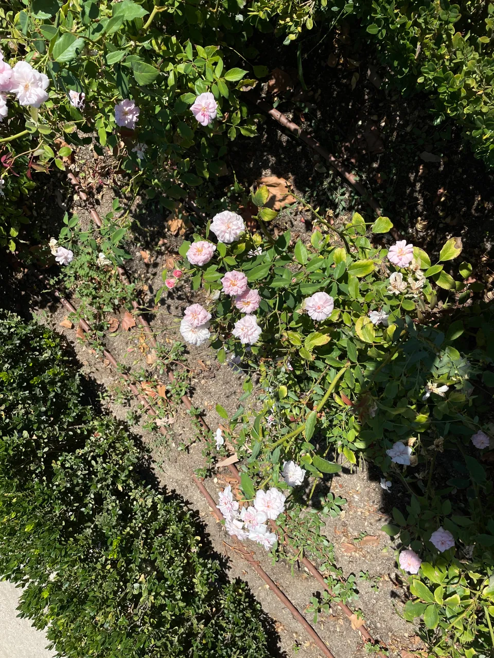 IMG_2143.jpeg