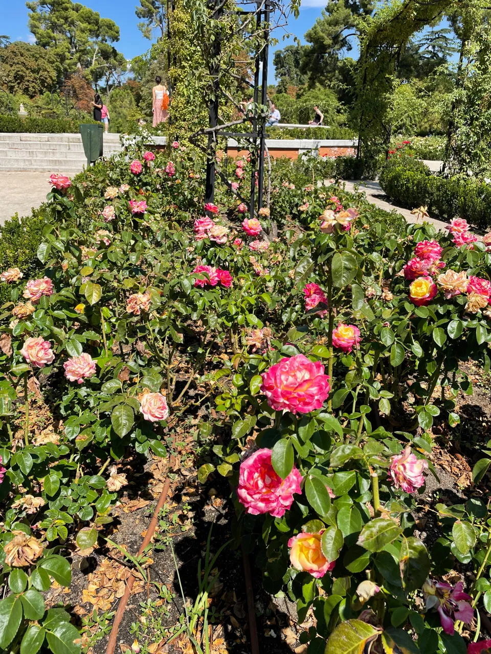 IMG_2127.jpeg