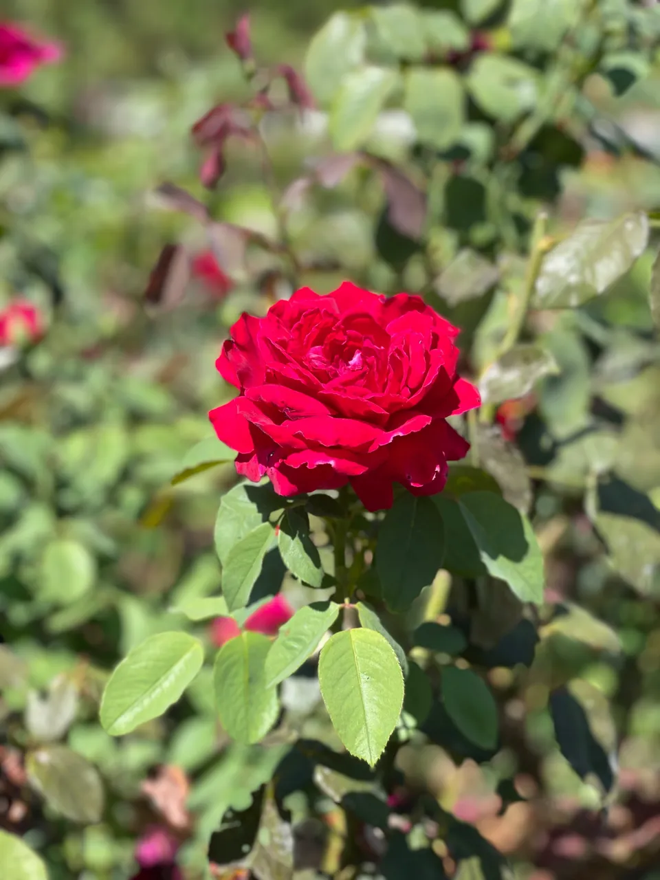 IMG_2136.jpeg