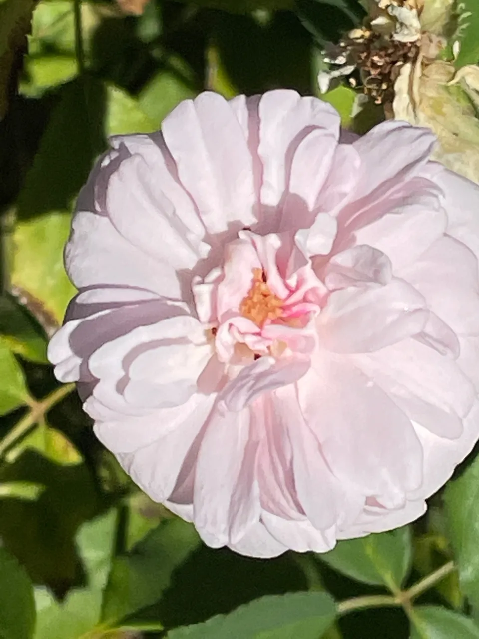 IMG_2151.jpeg