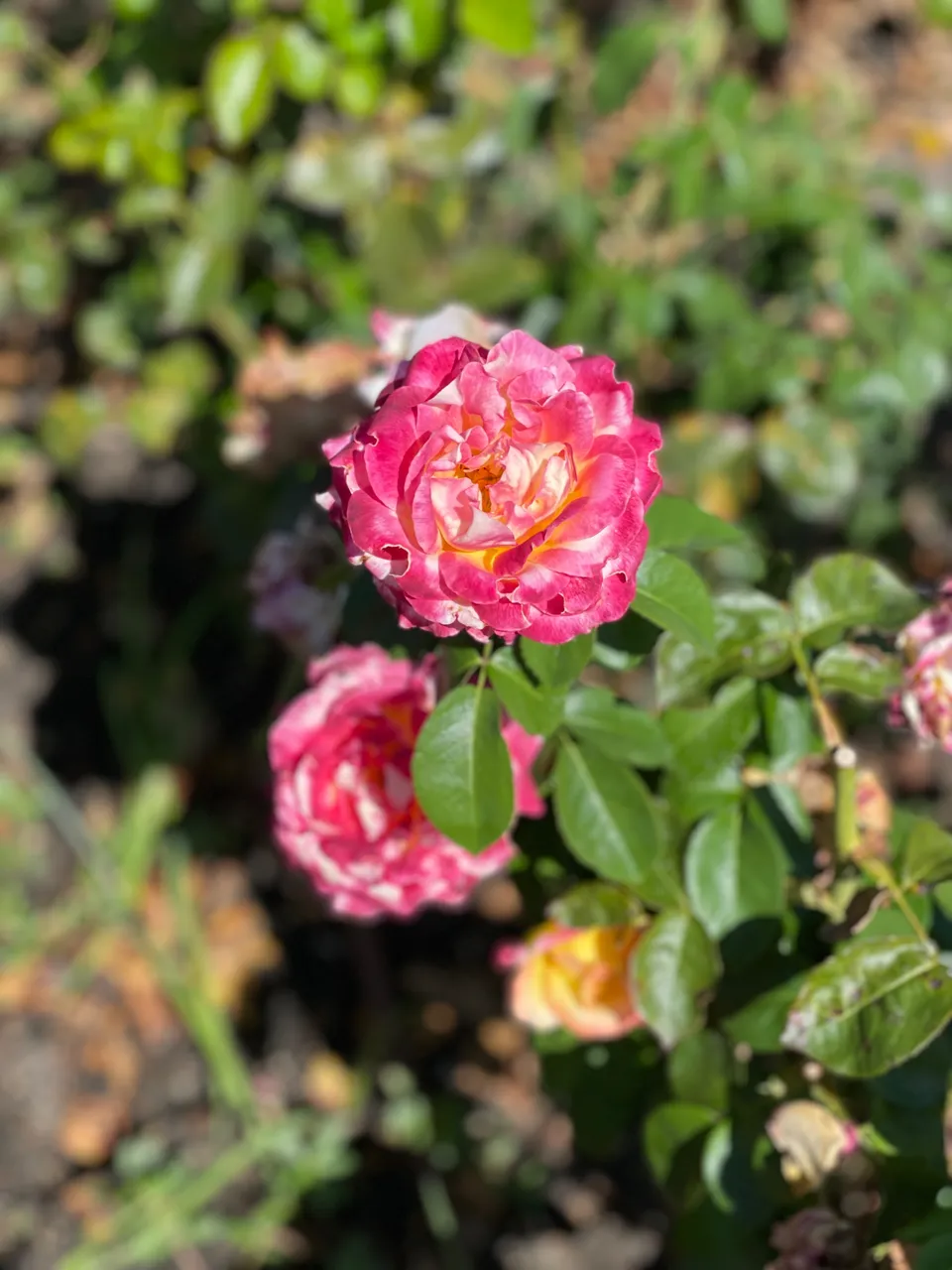 IMG_2125.jpeg