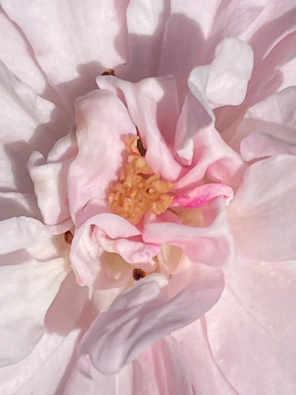 IMG_2149.jpeg