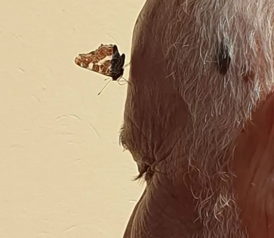 Schmetterling.jpg