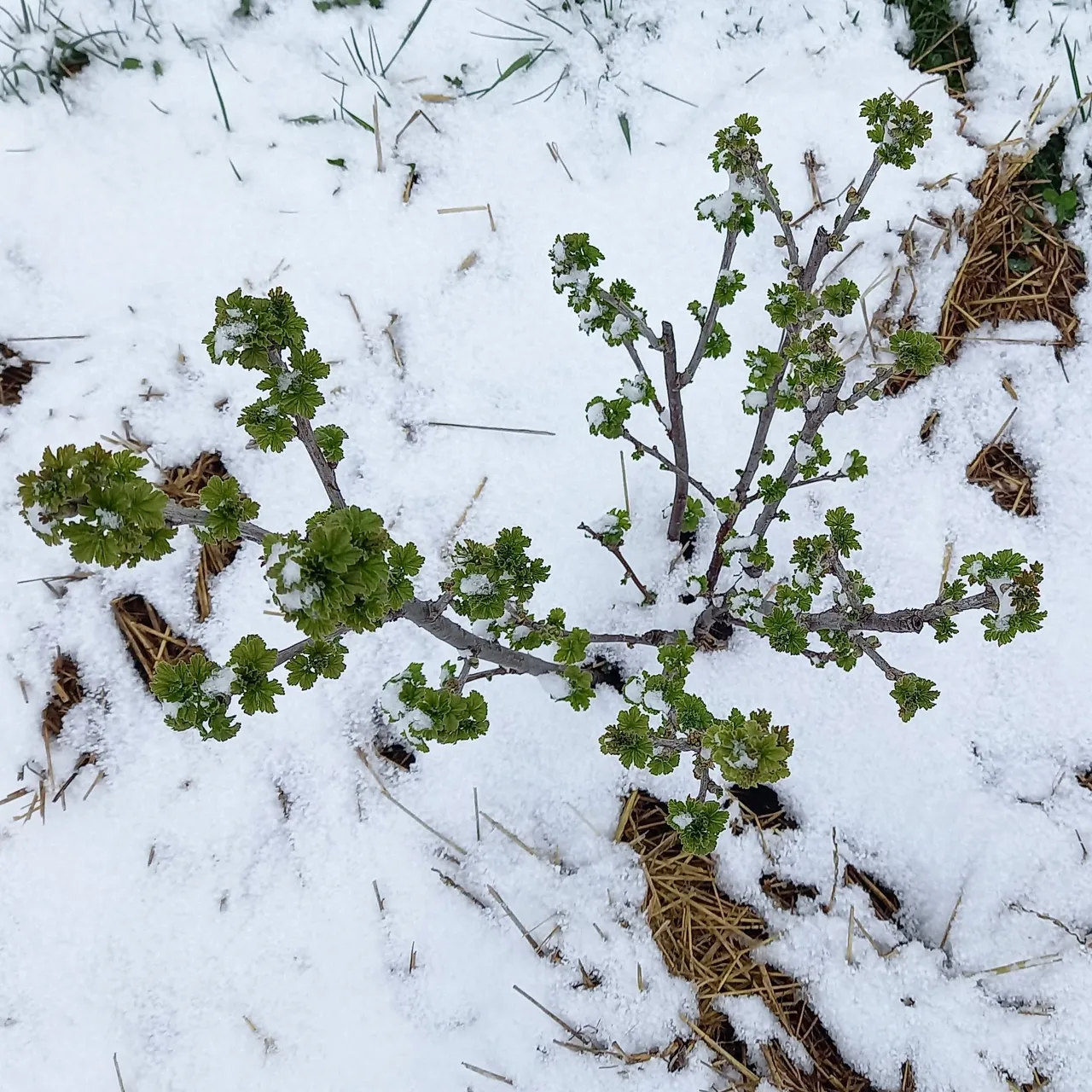 Redcurrant being snowed in on 7th of April