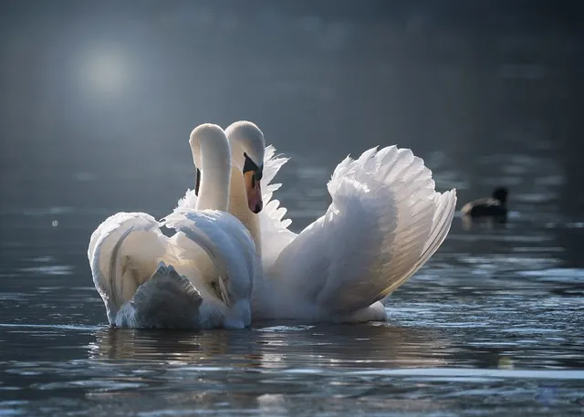 swan-4013225_640.jpg