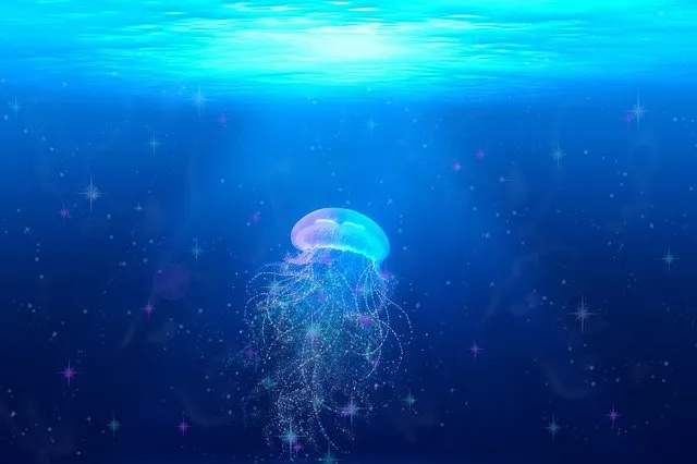 jellyfish-g4e2e9f8b5_640.jpg