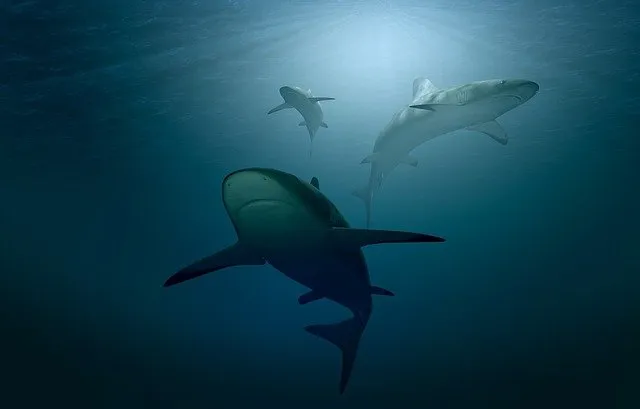 shark-g50ed41769_640.jpg