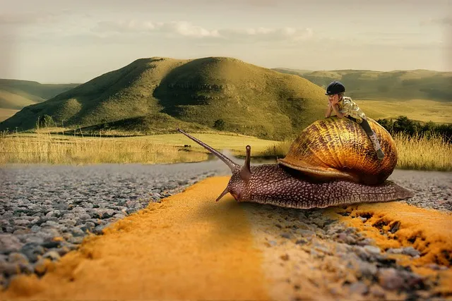 snail-3130177_640.jpg