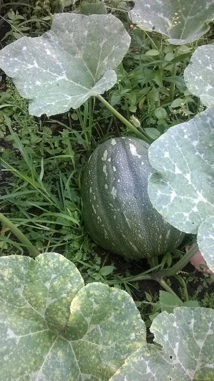 WP_20160825_009.jpg