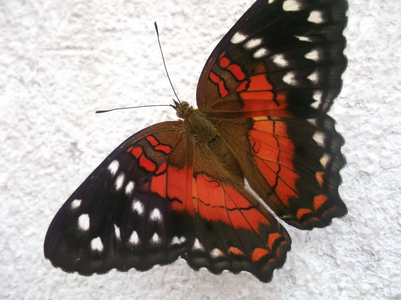 DSCF4079.JPG